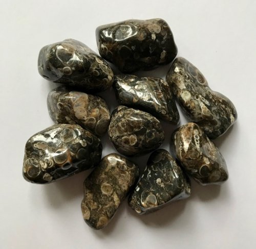 Turritella-akaatti / Turritella Agate  /Agate de Turritella L